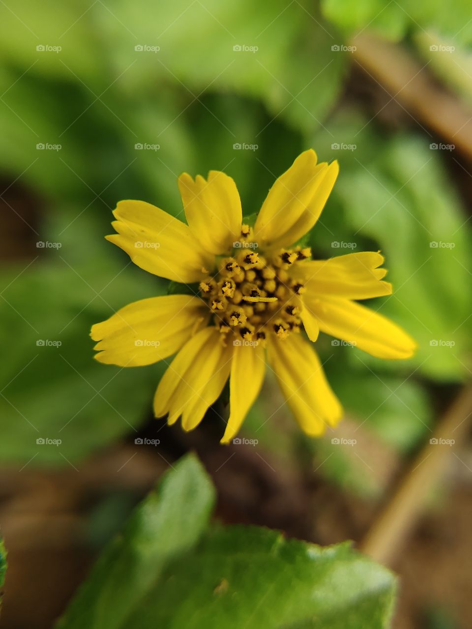 blur yellow flower