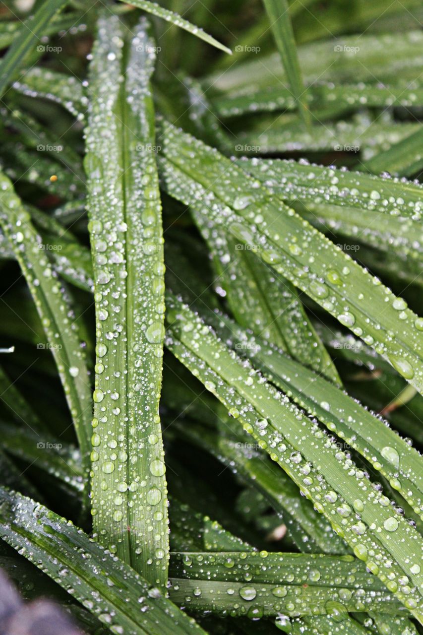 Leaf, Flora, Nature, Growth, Dew