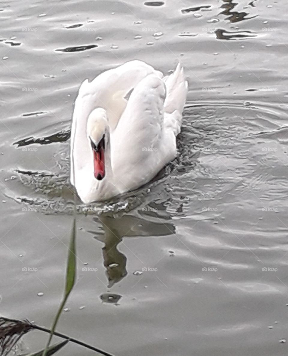 a white swan