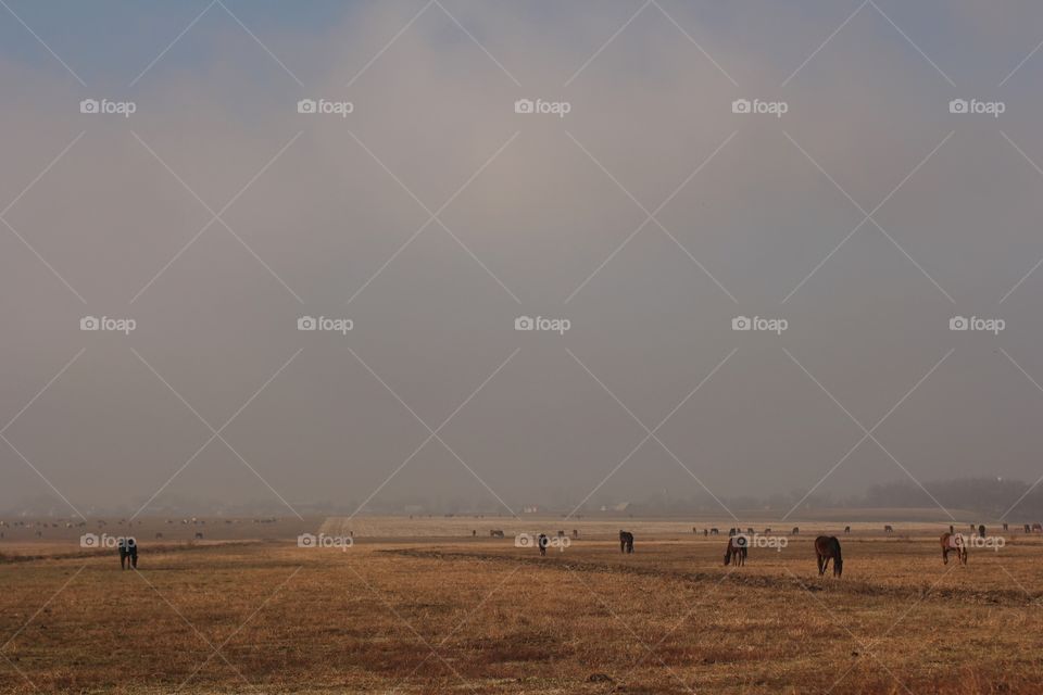 horses in the fields