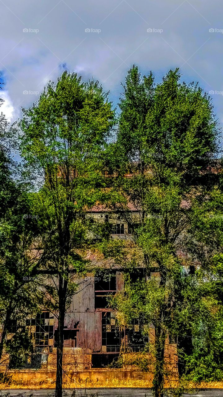 Trees & Old Building