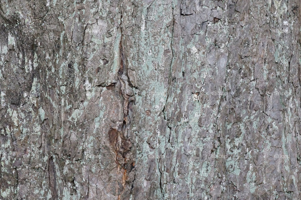 wood tree structure old by lexlebeur