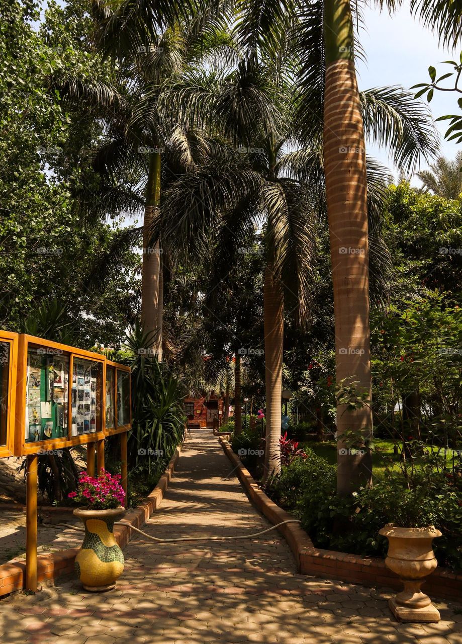 plam tree way in the park