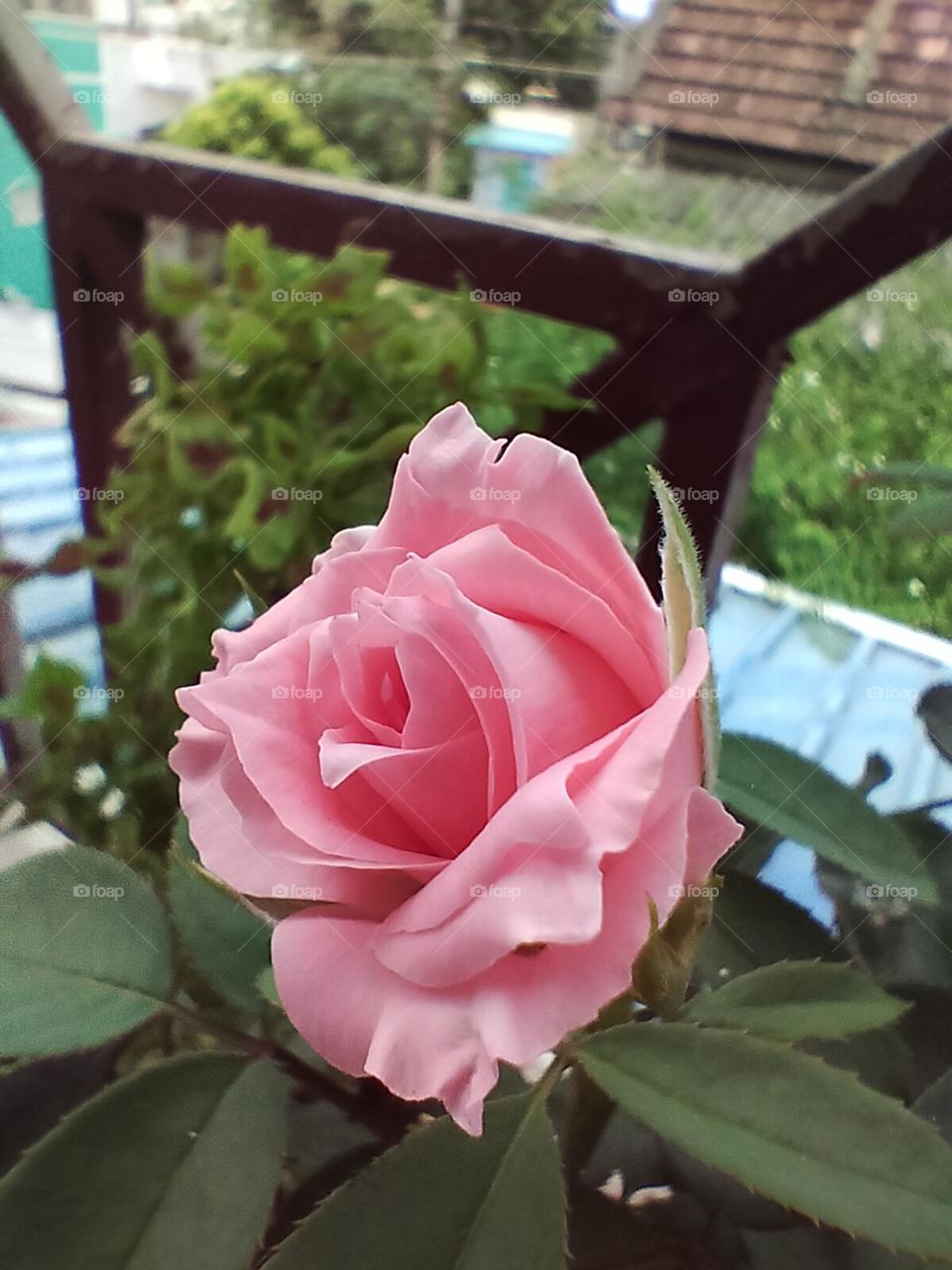 pink rose