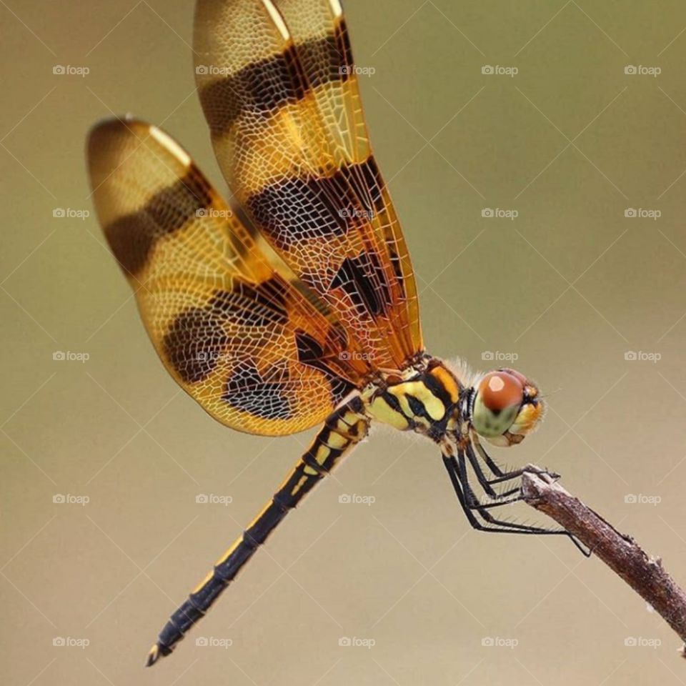 colorful dragon fly
