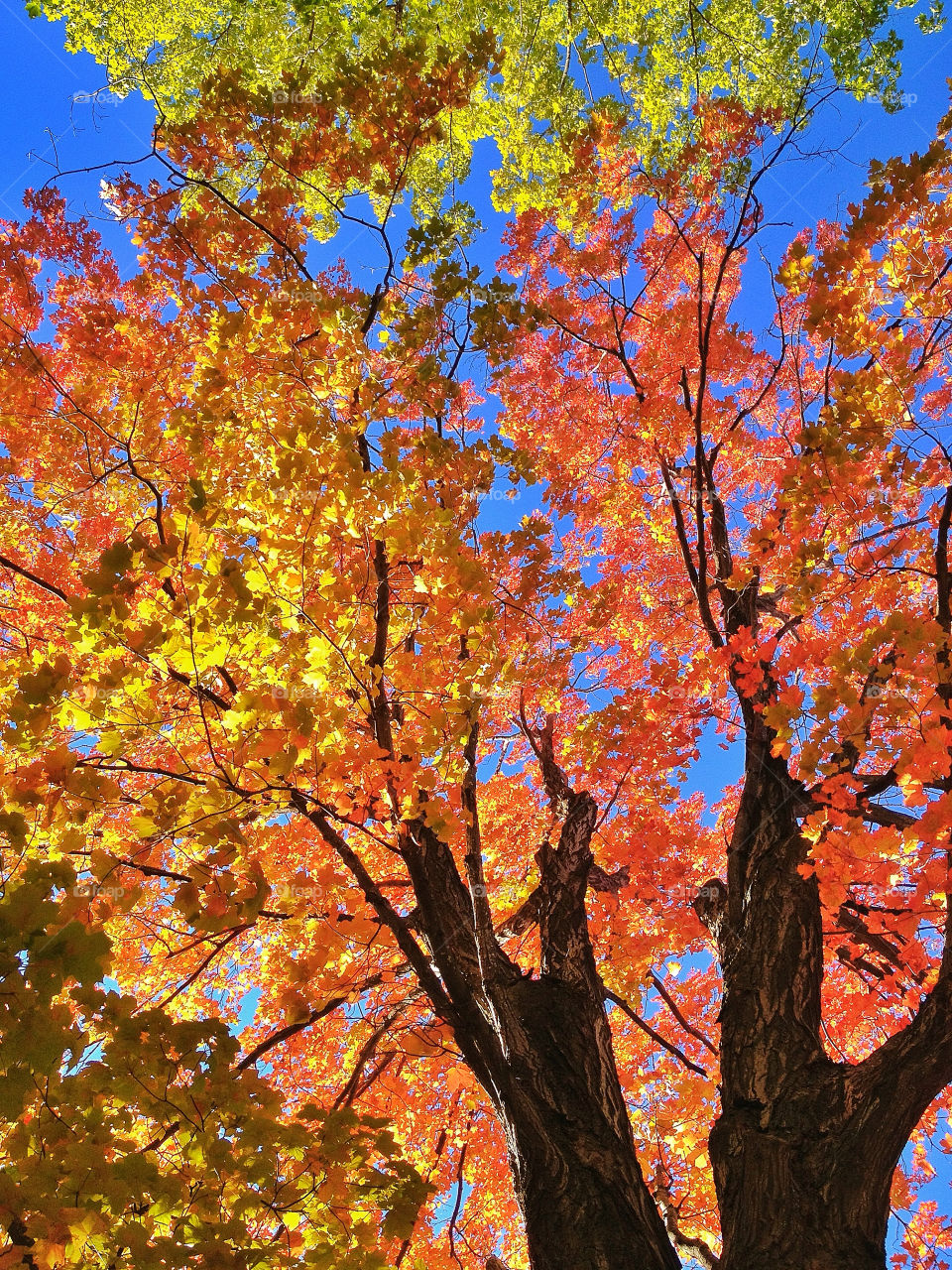 View of autumn tree