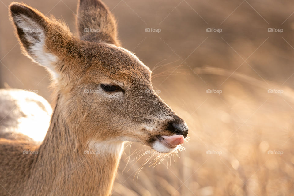 Wild white tailed deer sticking out its tounge as a setting sun shines golden light on the scene. 