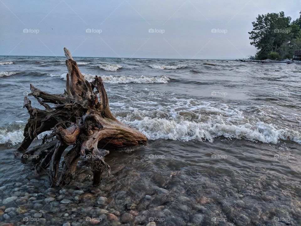Tree trunk on the edge of the shore