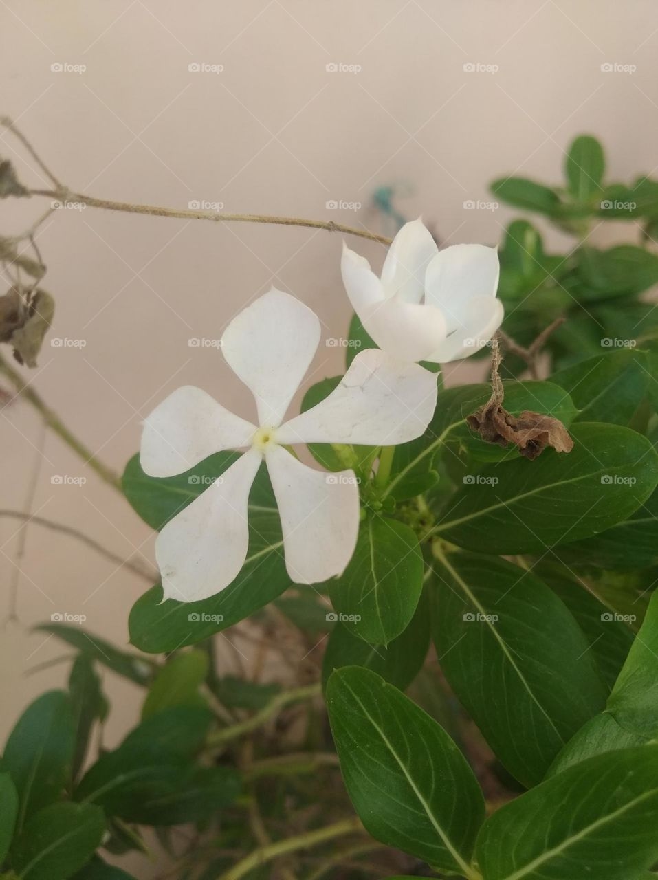 périwinkle white flower looks very beautiful generally found everywhere fresh seasonal