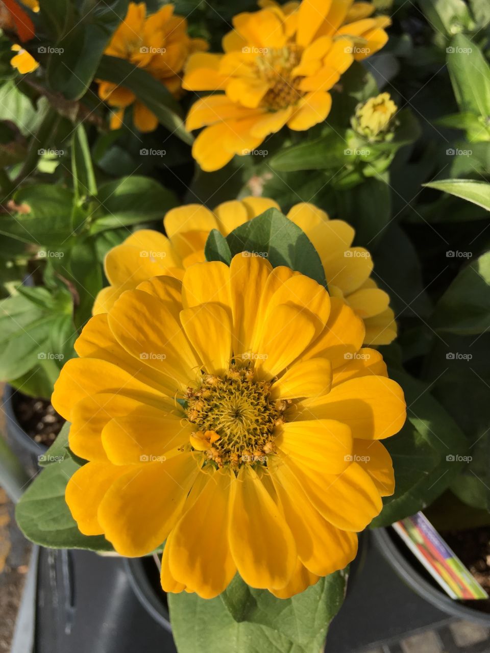 Yellow flower