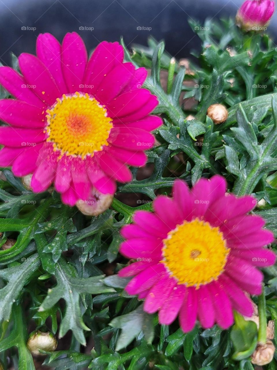 Spring paints the world in vivid hues. Soft pink cherry blossoms, tender green leaves, sunny yellow daffodils, and sky-blue clear days blend into a breathtakingly beautiful palette.