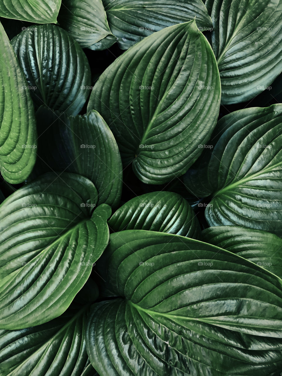 Fresh green leaves of a tropical plant 