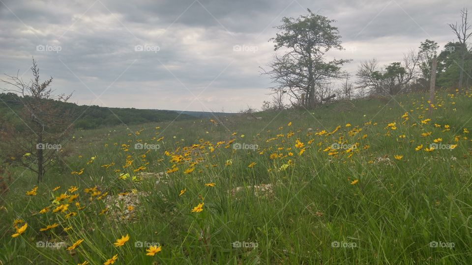 flowers including missouri evening primroses dot the landscape at victoria glades in Missouri