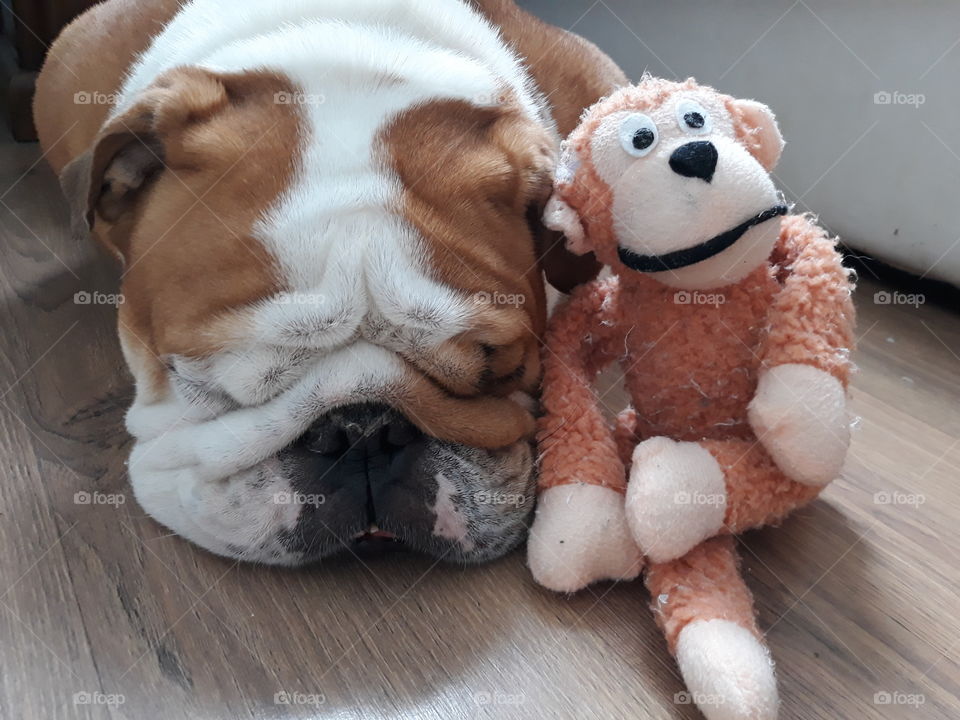 My bulldog