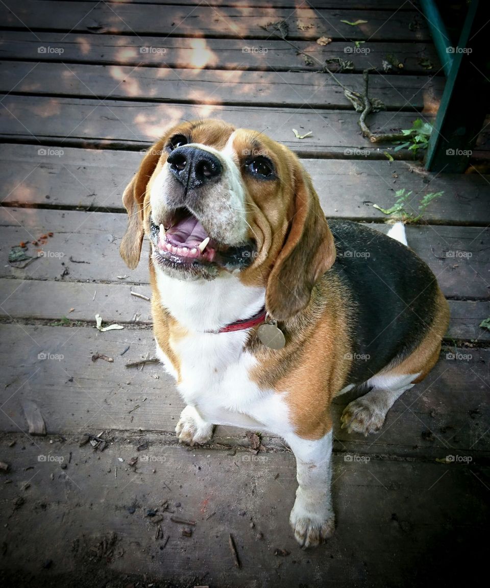 Beagle