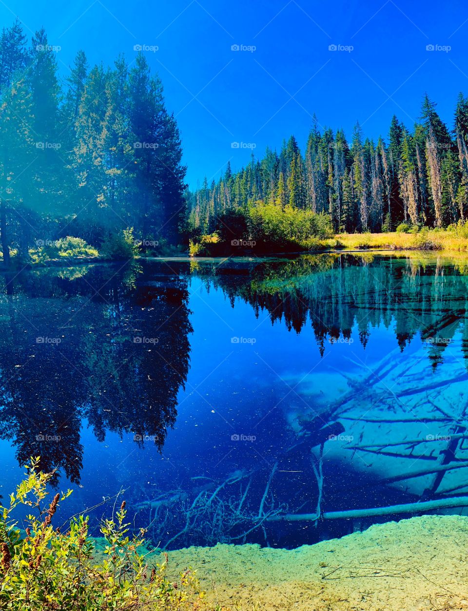 Beautiful lake image in the woods with unique reflections, blue skies and under the surface views like none other 