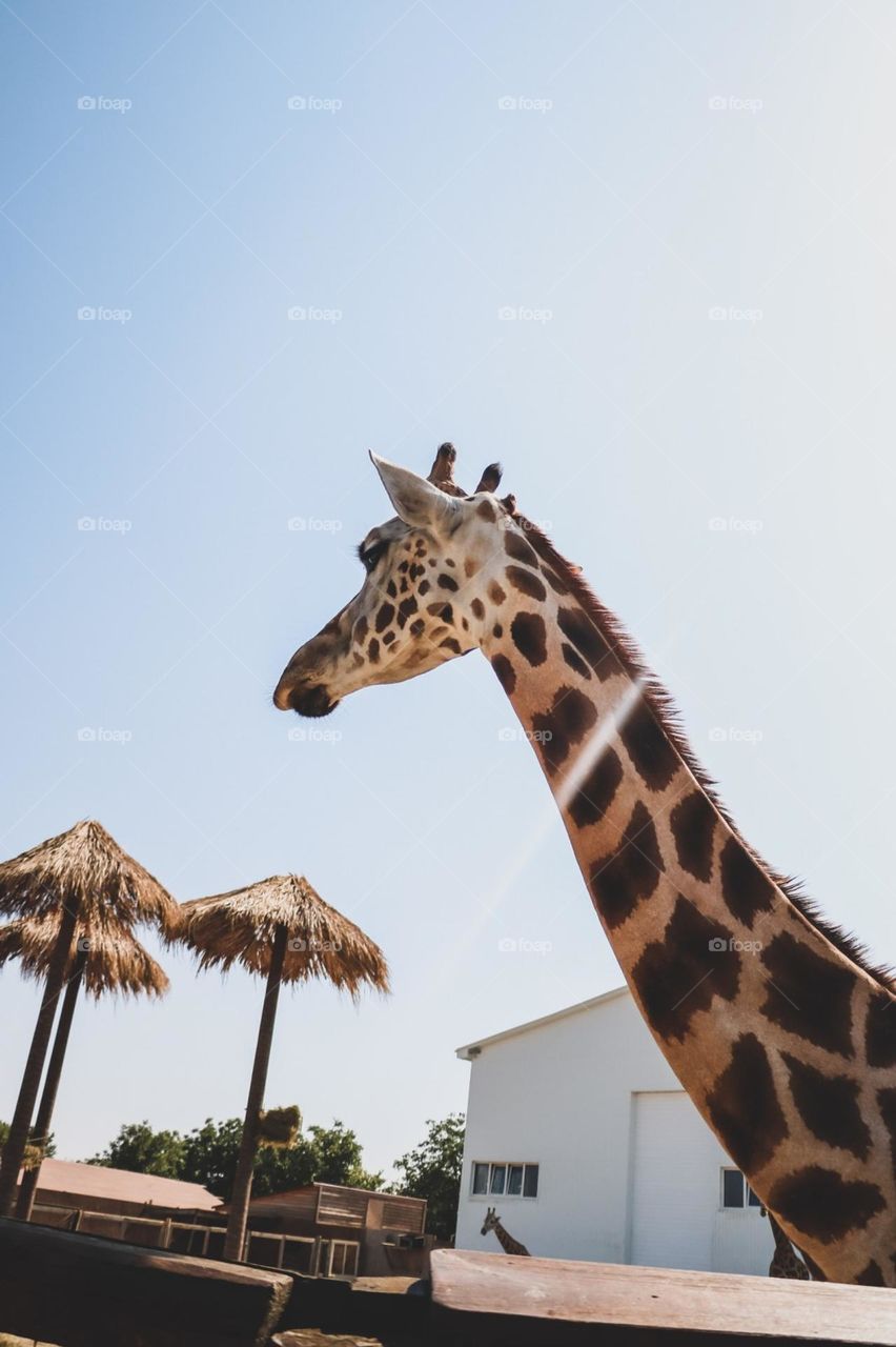 giraffe animals summer