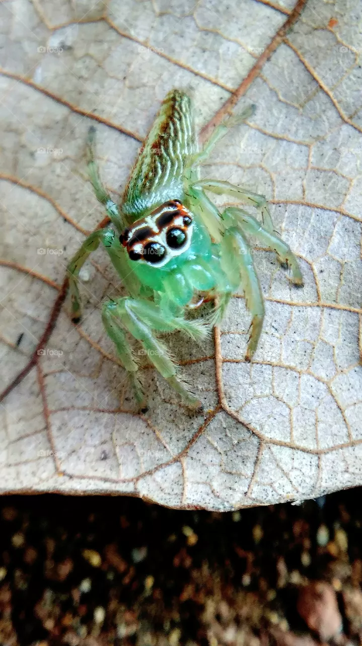 spider