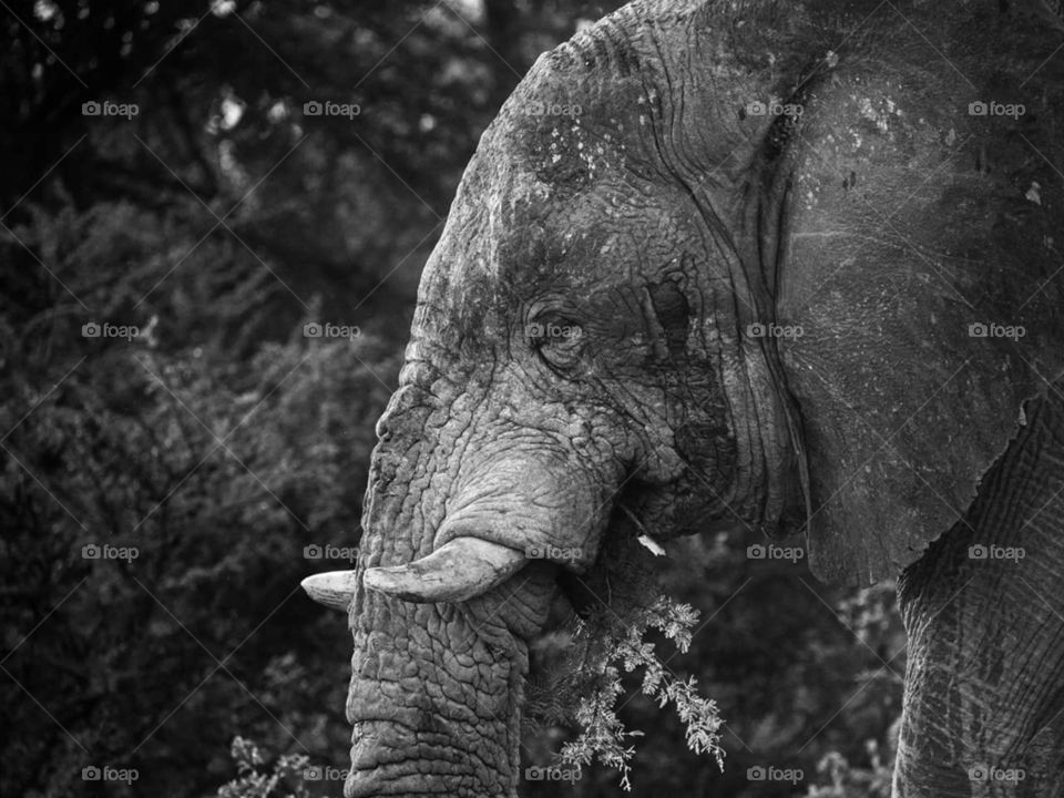 Elefante Black and white
