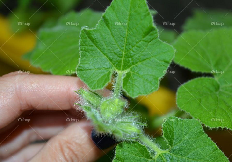 green leaves pumpkin agriculture