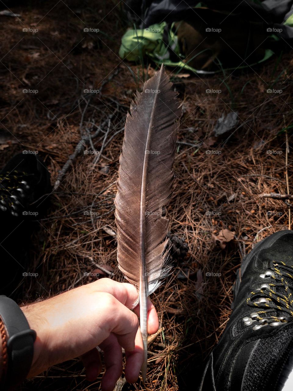 A big feather from Aegypius monachus.