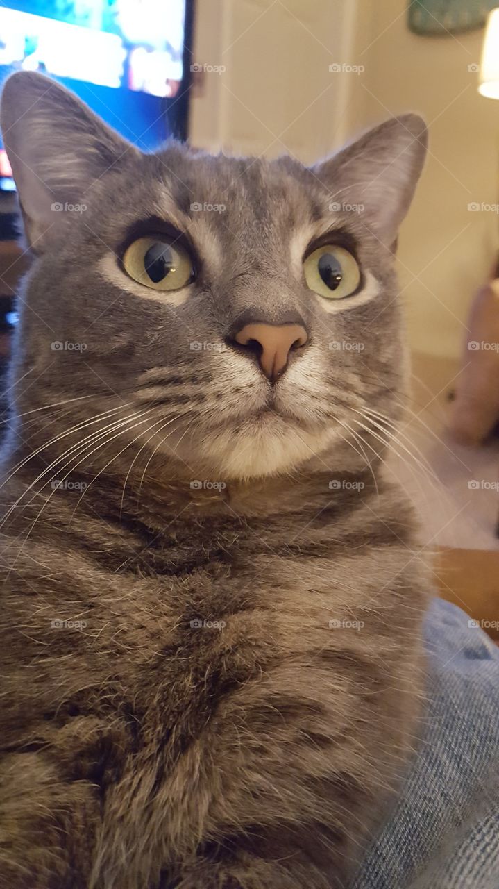 cat with big round eyes