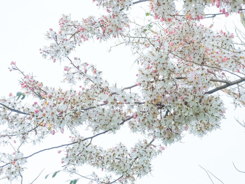 Flowers of pink shower tree (Cassia bakeriana Craib) or wishing tree