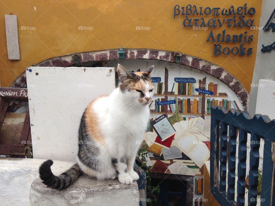 three coloured Cat in Athens