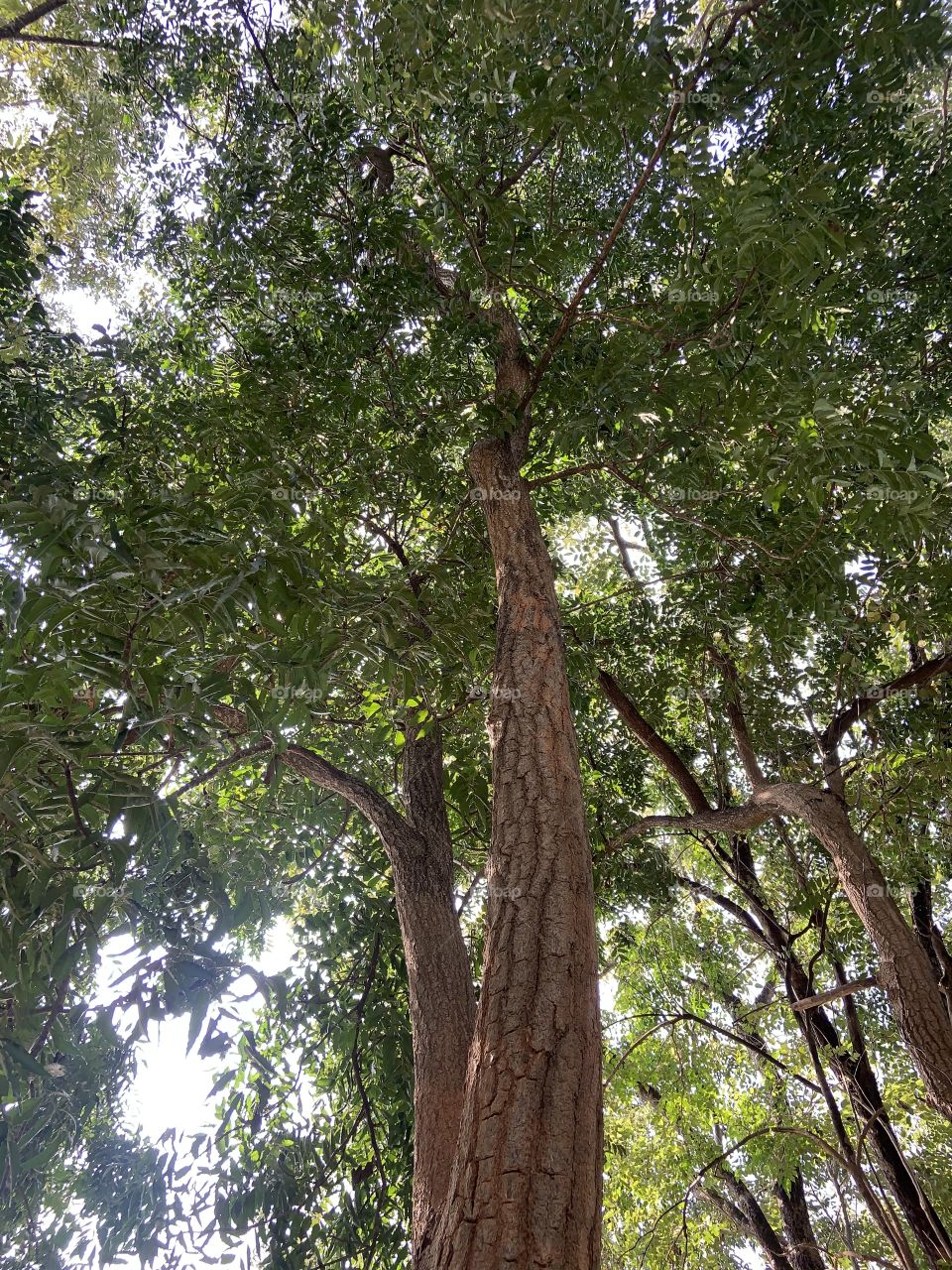 Shape of the nature,My garden (Thailand)