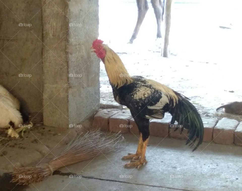 Country hen