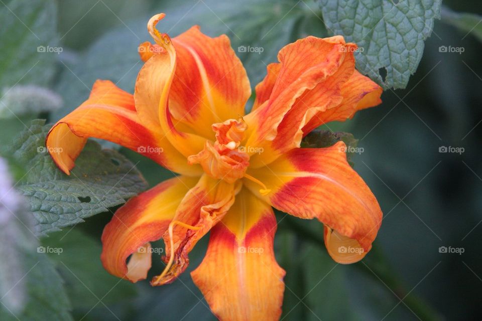 Beautiful orange fire flower, 