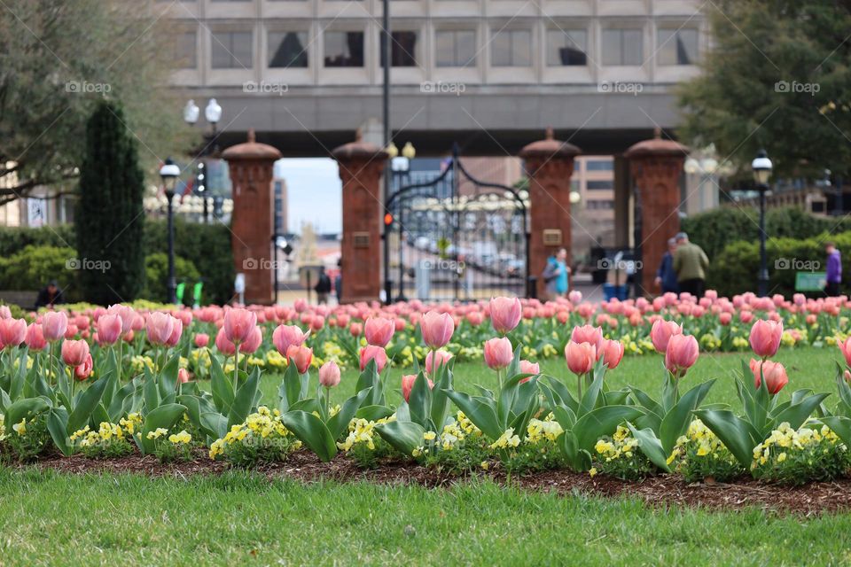 Close up of tulips 🌷