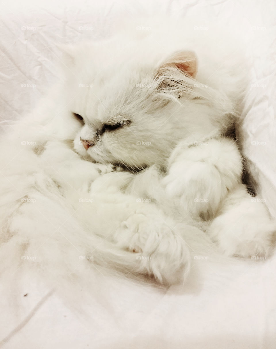 White cat relaxing