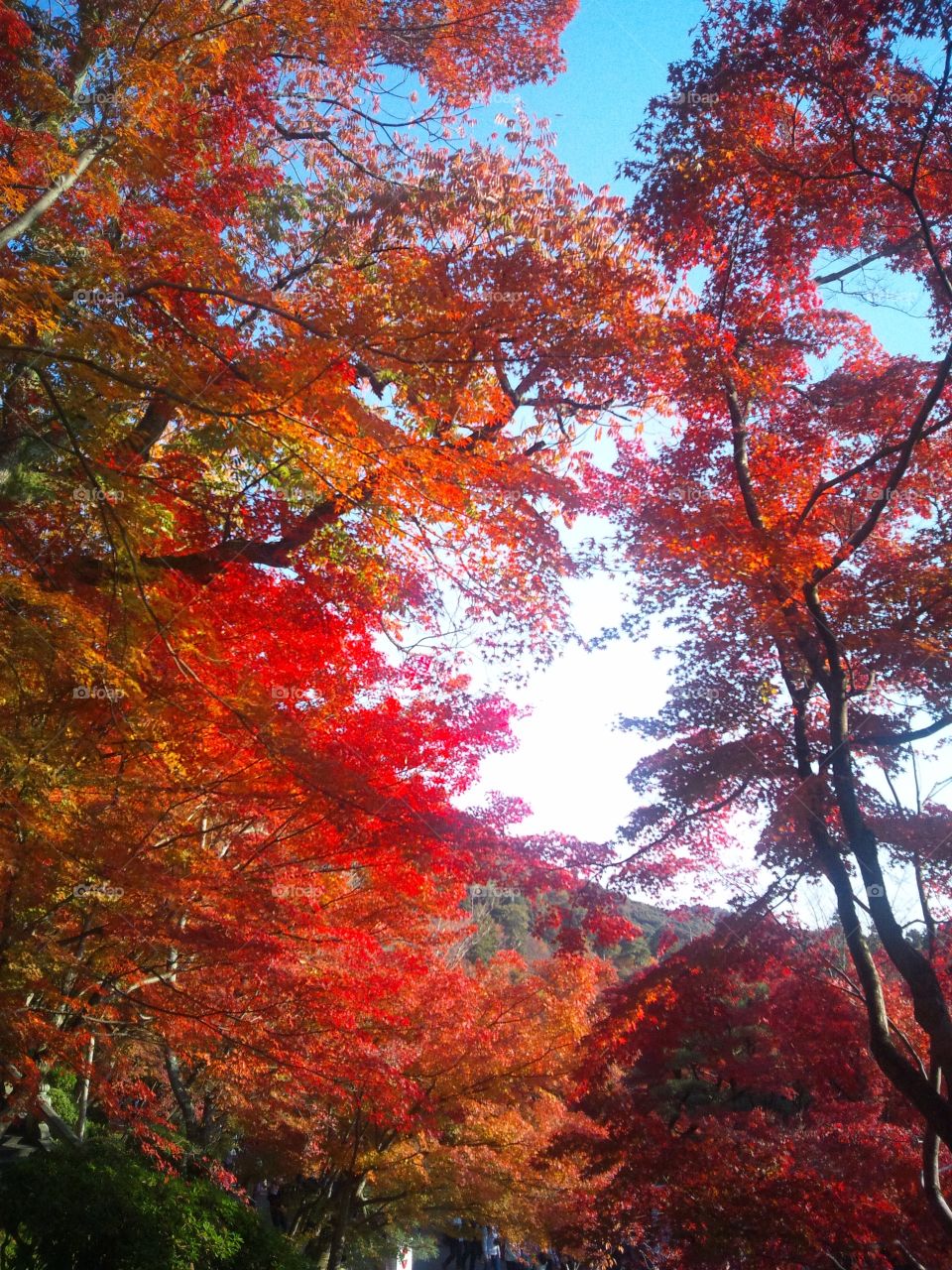 favorite autumn!
autumn always give us brightness because of the color Red! 
we always thank the nature in autumn before the dark winter. 
i took this beautiful leaves in Kyoto, Japan!
sometimes we enjoy the contrast of colors, Red, Yellow and Green. 
nowhere has like this beautiful nature except Japan.