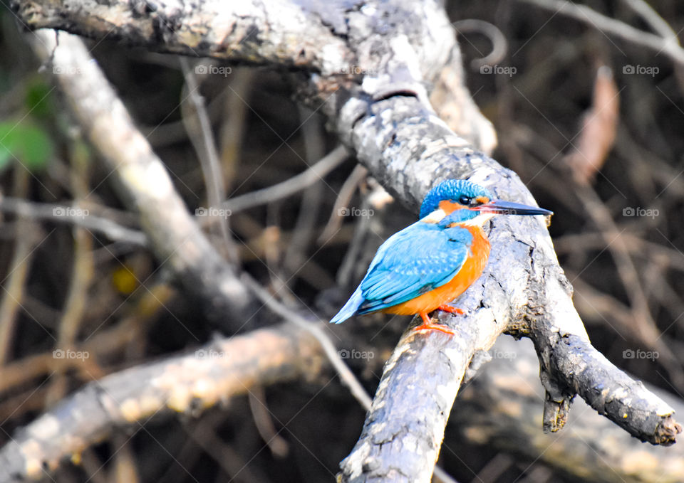 cute tiny Kingfisher sitting on a bare tree branch