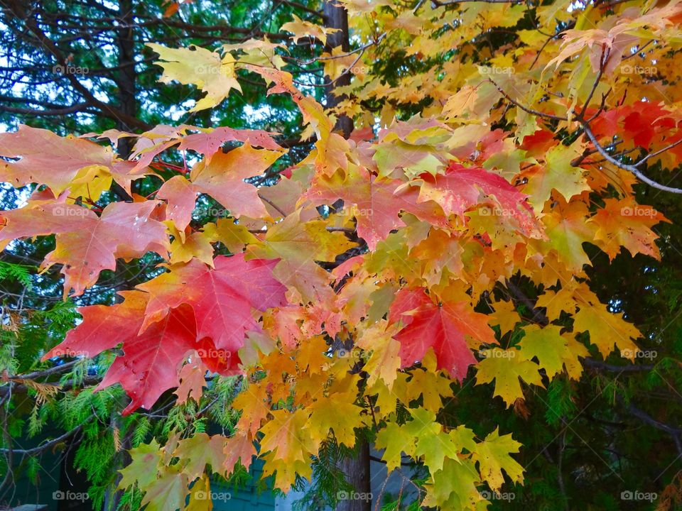 Multicoloured Leaves