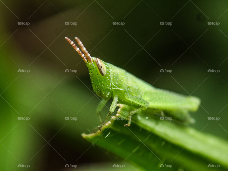 small green locust