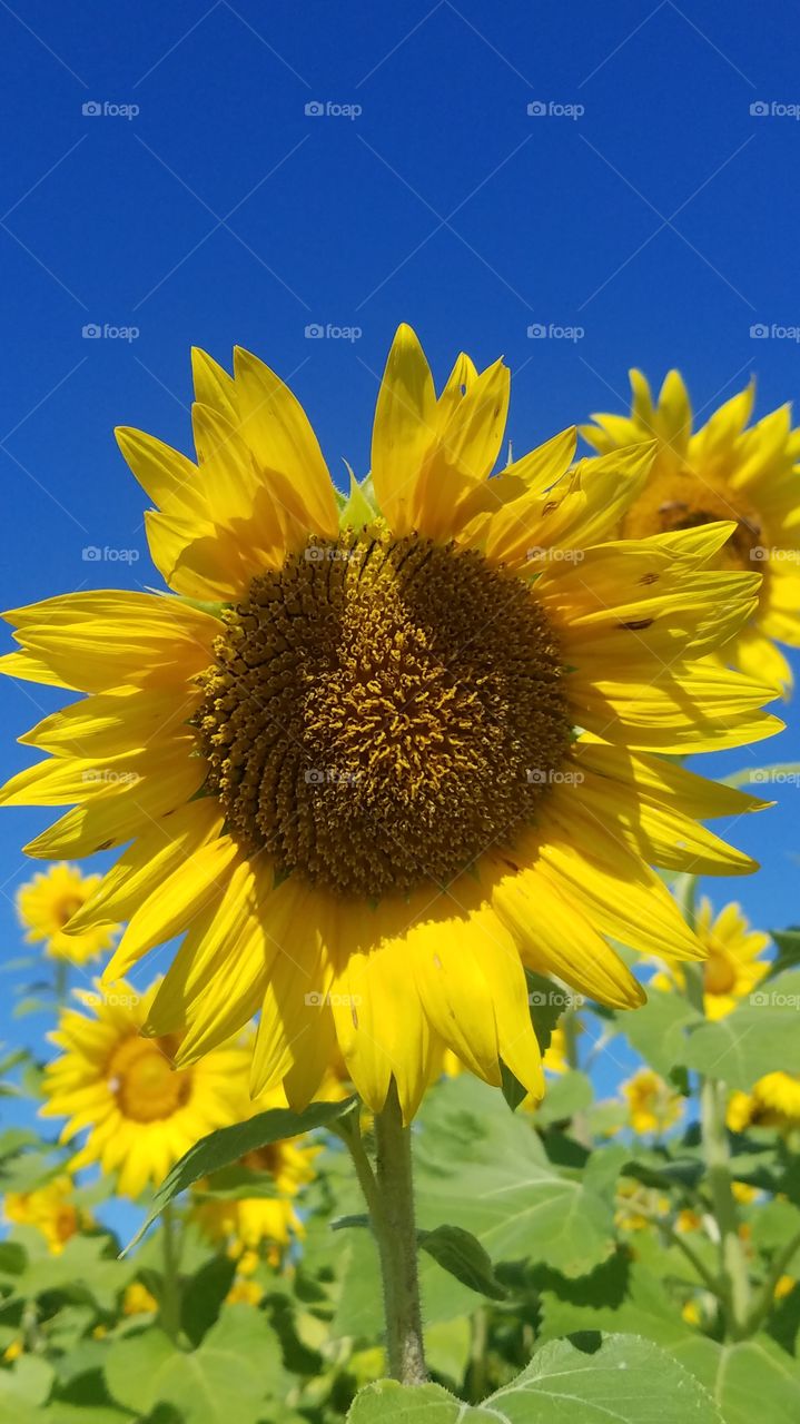 among a field of sunflowers