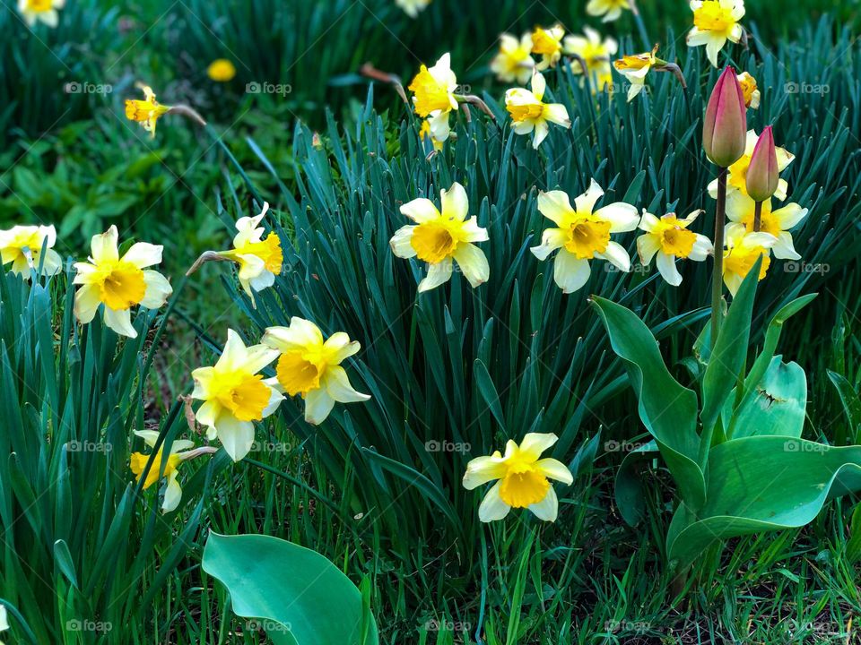 Yellow daffodils and red tulips on flower bed in the garden 