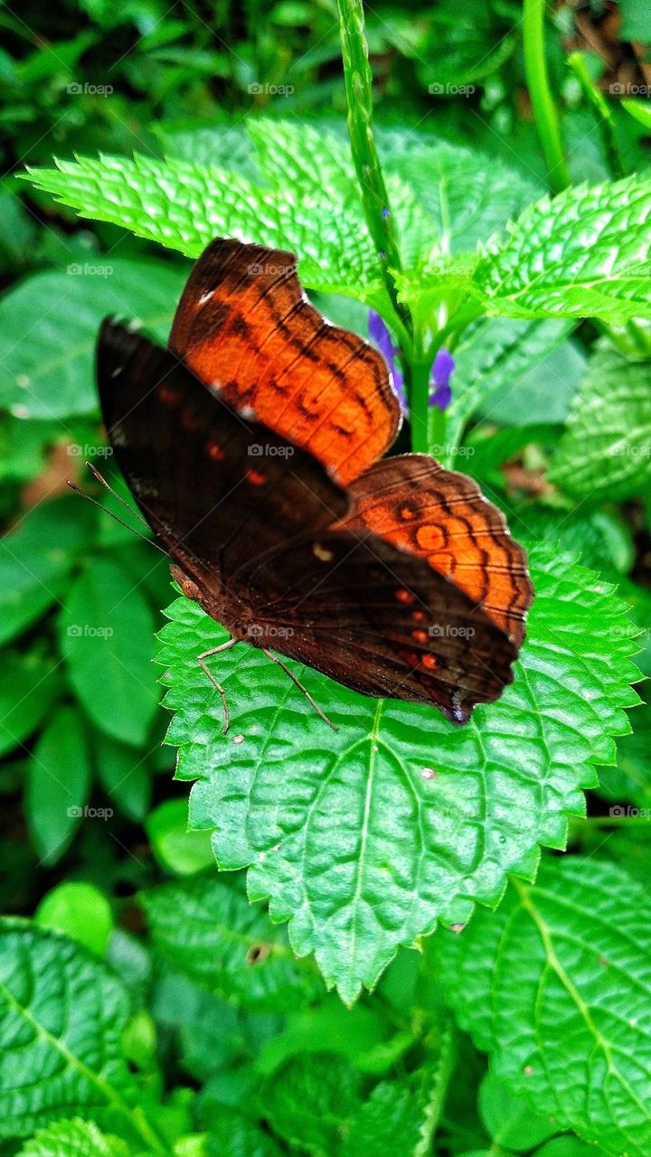 Beautiful orange butterfly perched on a leaf