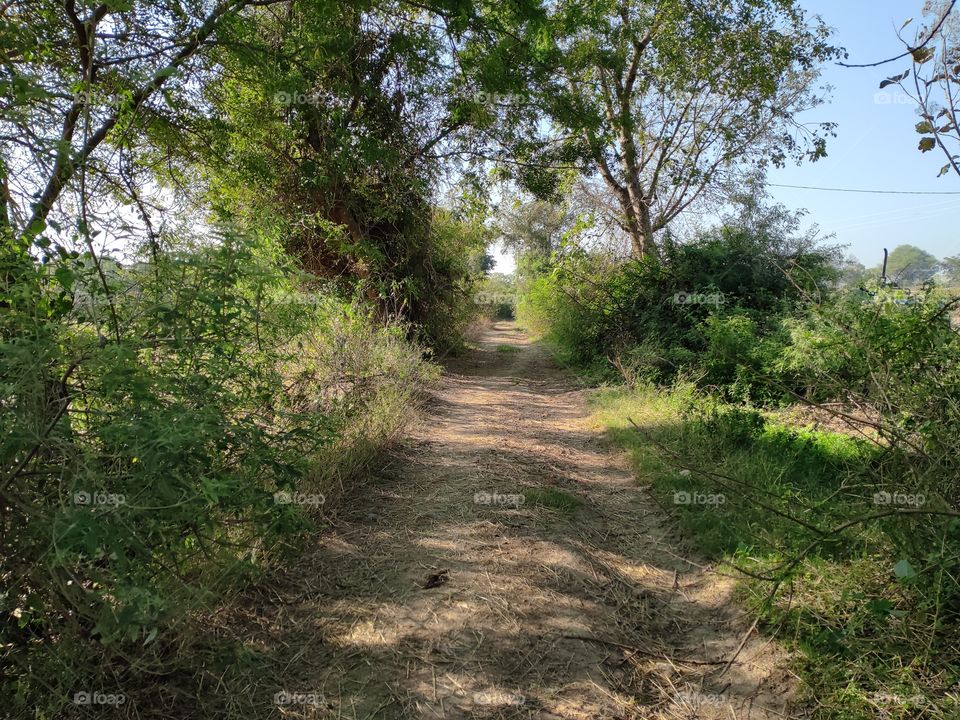 walking pathway in the morning