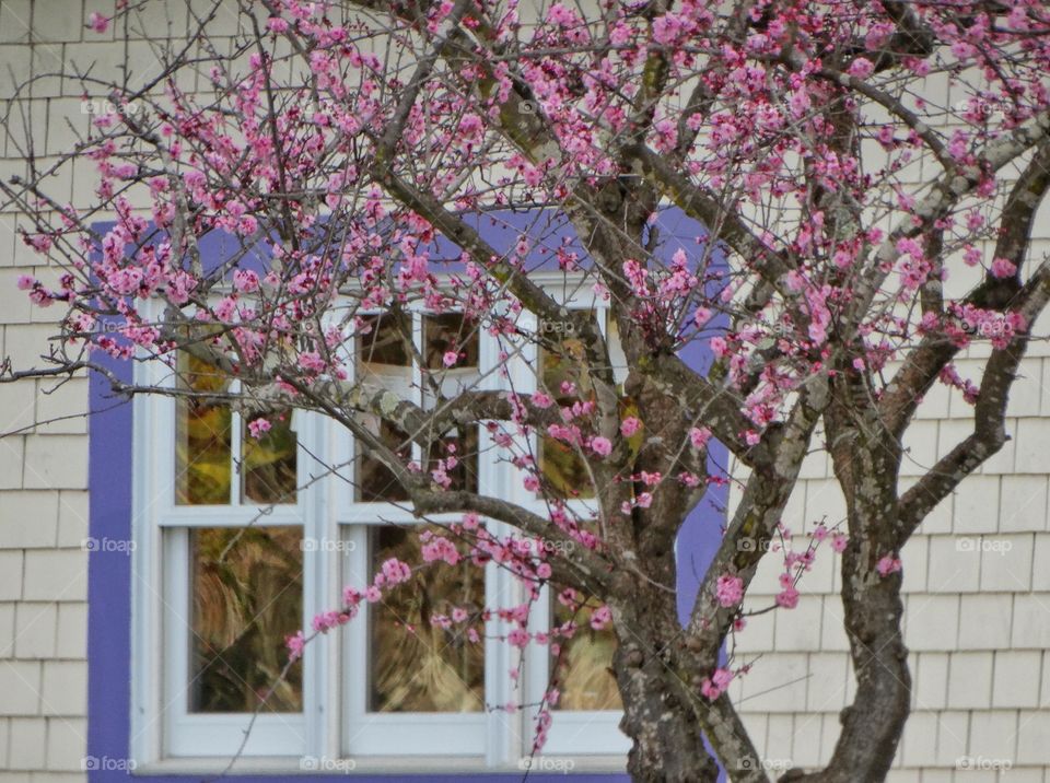 Pink Blooming Plum Blossoms And Purple Windowframe