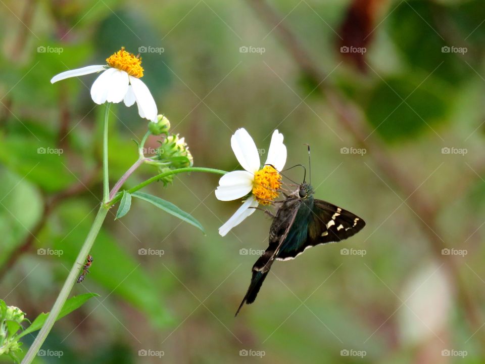 butterfly and ant on flower
