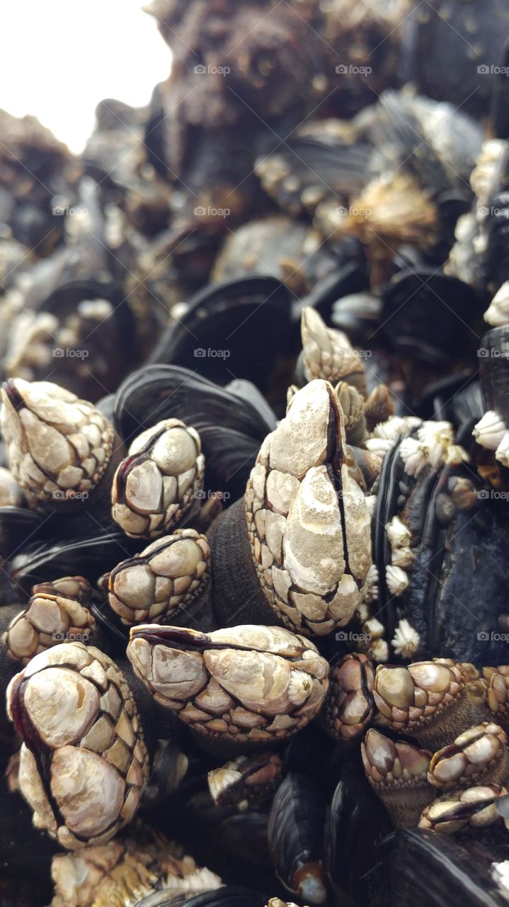 Mussels