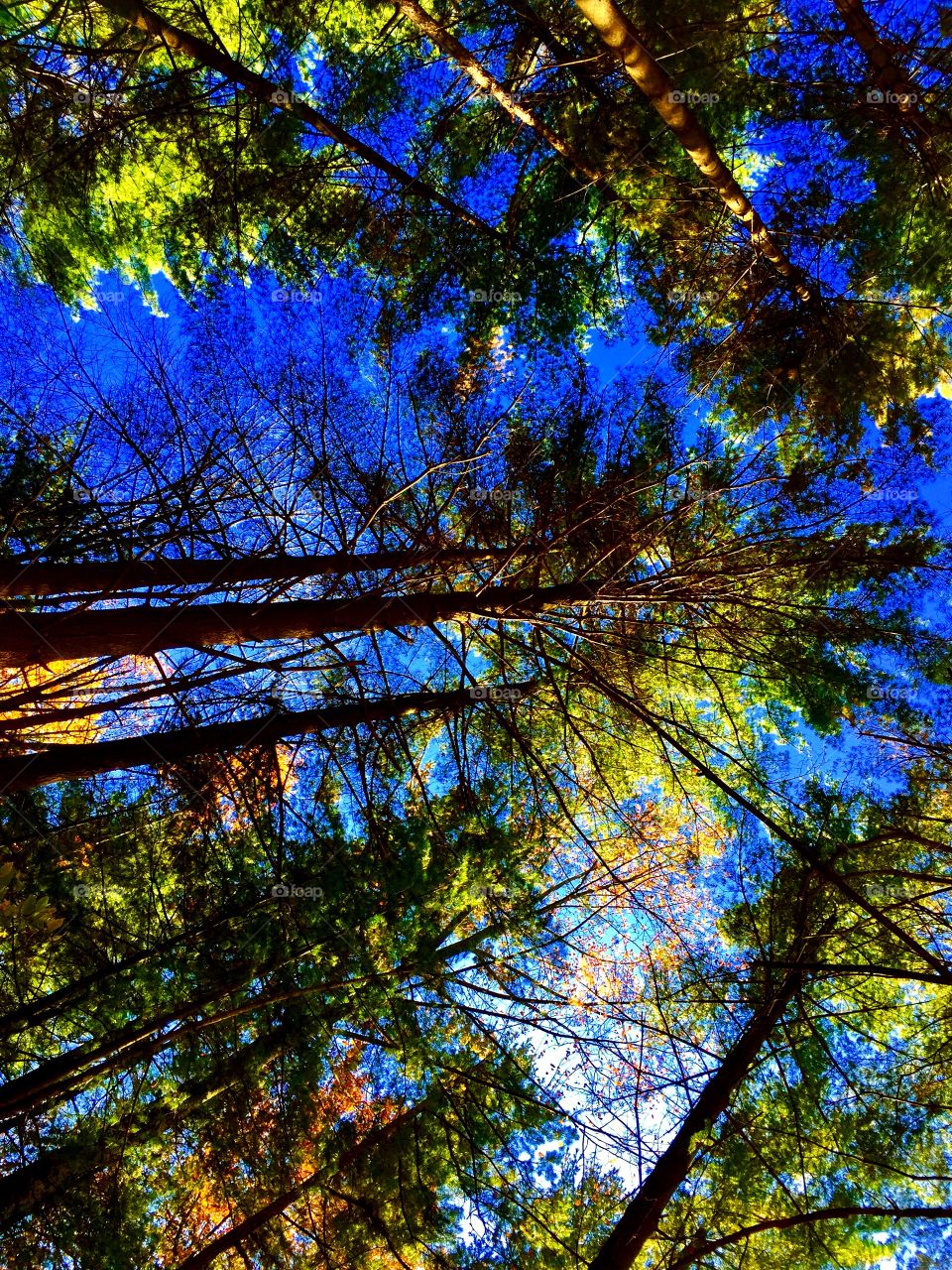 Look up at the trees. 