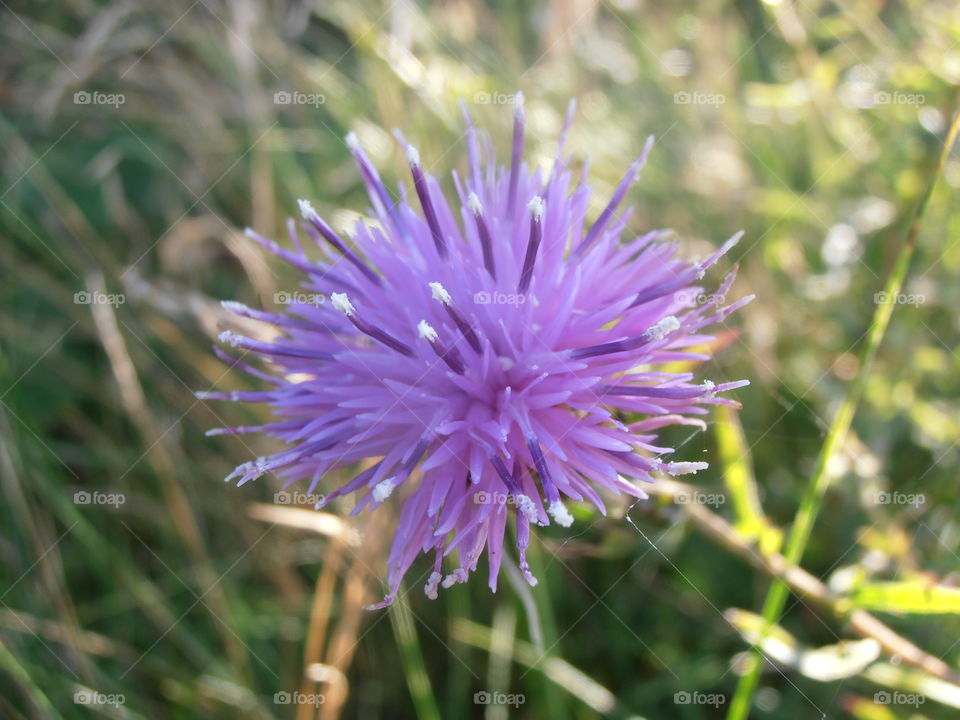 A Blue Clover Flower