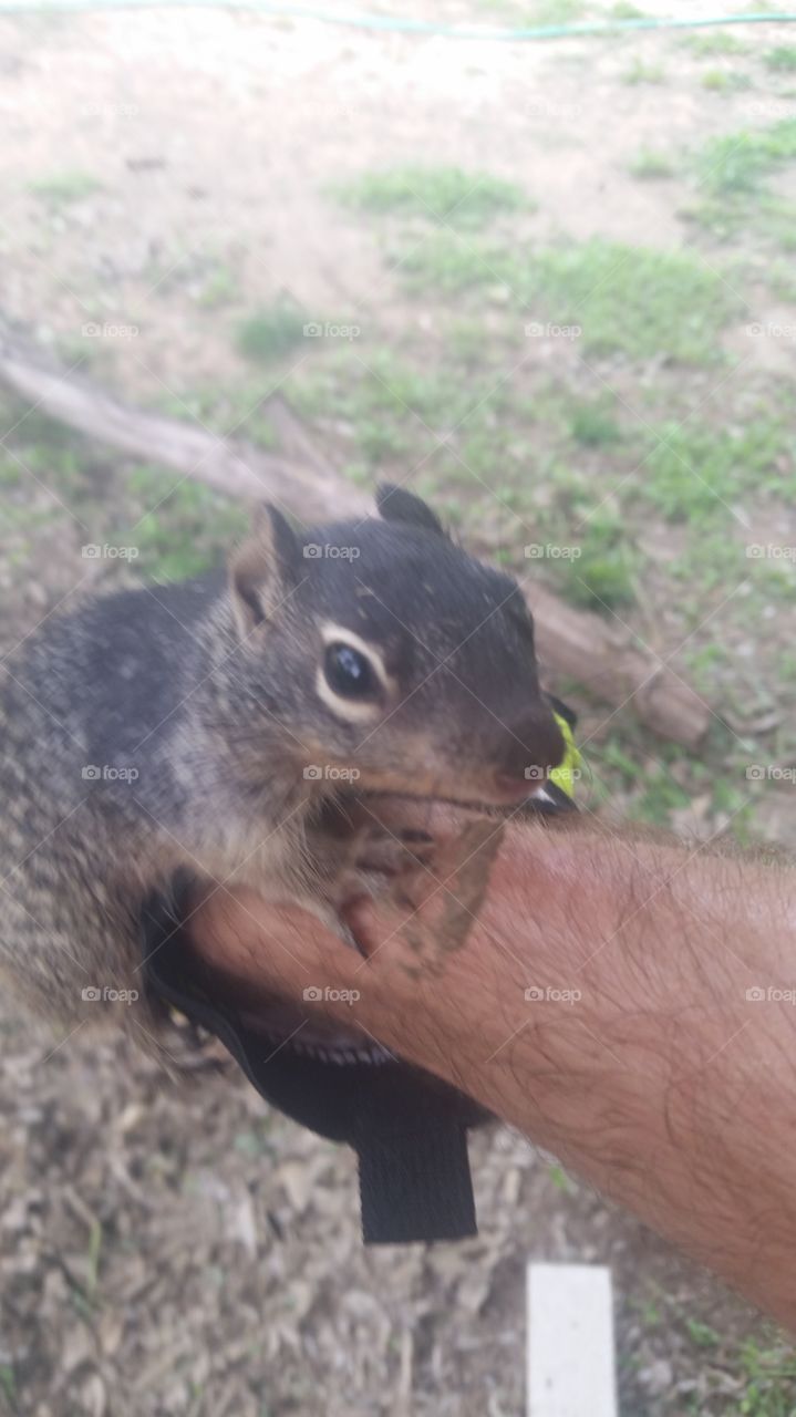 friendly squirrel