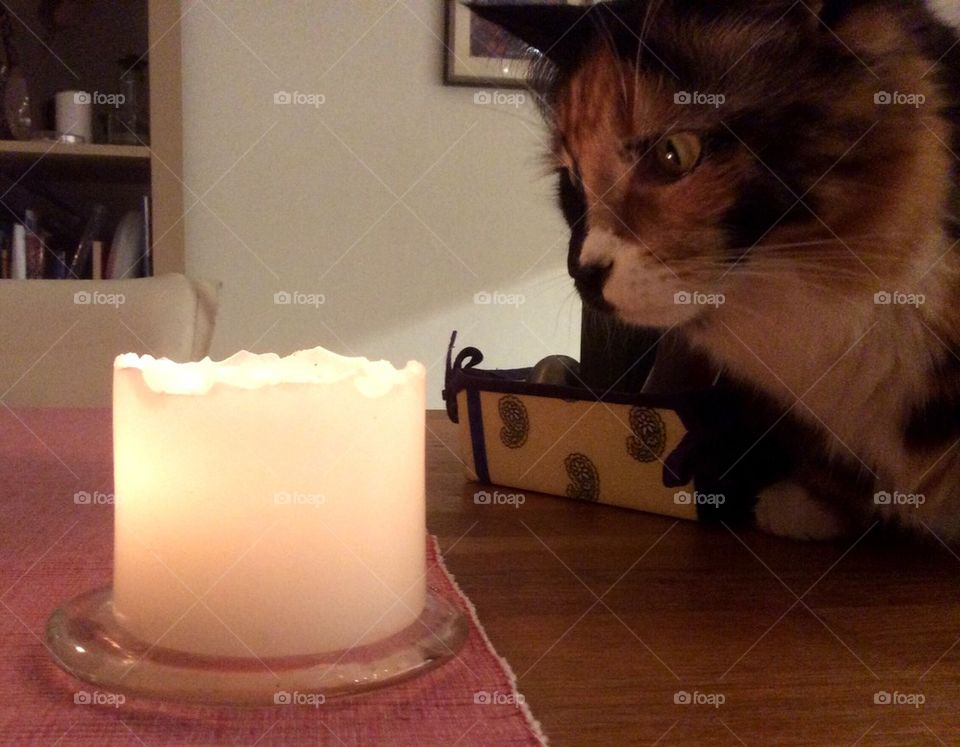 The candle and the cat