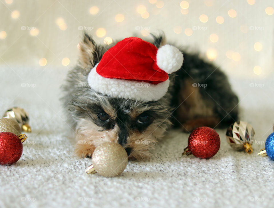 Yorkie Dog in Christmas