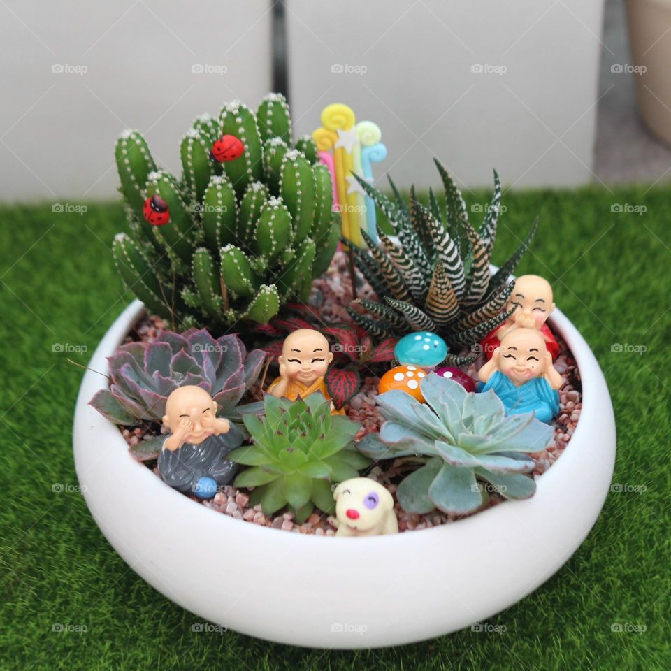 Chậu xương rồng.